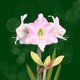 Kerst - amaryllis