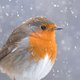 Kerst - foto roodborst