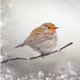 Kerst - roodborst op tak