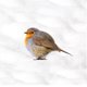 Kerst - roodborst sneeuw