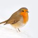Kerst - roodborst sneeuw 2