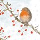 Kerst - roodborst waterverf
