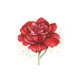 Jubileum roos rood