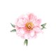 Jubileum roos roze
