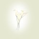 rouw bloem wit