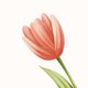 Lichtroze tulp