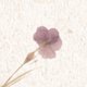 Papier met gedroogde bloemen