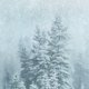 Sluitzegel dennenbomen sneeuw