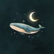 Walvis blauw donker 1