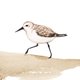 Sluitzegel strandloper