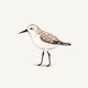 Sluitzegel strandloper staand
