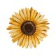 Sluitzegel zonnebloem waterverf