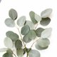 Trouwen eucalyptus kader