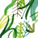 Geboorte - jungle