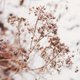 Kerst winterse foto boom