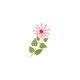 Geboorte - roze bloem