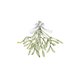 kerstmistletoe