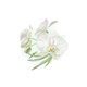 Trouwen orchidee wit