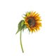 rouw zonnebloem