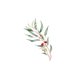 Jubileumeuqalyptusbloem