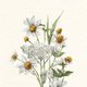 SZ_beer_tweeling_bloemen