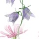 szveldbloemen
