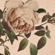Vintage bloem