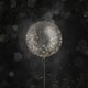 Confetti ballon krijtbord