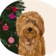 kerst labradoodle
