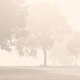 Verlies - bomen mist