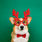 Ai kerstkaart corgi