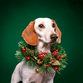 Ai kerstkrans hond