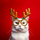 Ai kerst kat