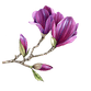 jubileum magnolia paars