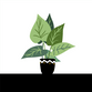 Plantje op vensterbank