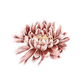 SZ_chrysant_roze