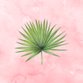 Tropisch blad roze achtergrond