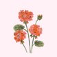 Communion_Geraniums