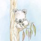 geboren - koala zonder bloem