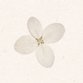 Geboren - hortensia bloempje