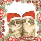 Kerstkittens