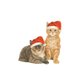 kerstkittens oranje bruin muts