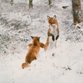 Sluitzegel vossen in de sneeuw