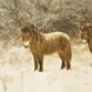 Sluitzegel paarden in de sneeuw