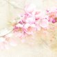 Sluitzegel mooiste lente bloesem