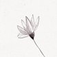 Sluitzegel met zwart-wit bloem