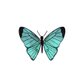 Sluitzegel vlinder blauw