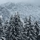 Sluitzegel winter landschap dennenbomen