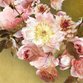 Sluitzegel bloemen oude meesters roze