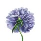 Sluitzegel paarse bloem